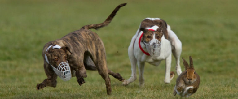 Liscannor Coursing Results