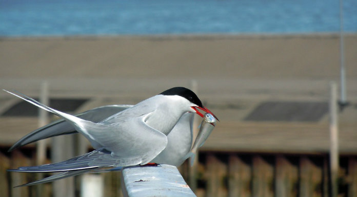 Survey Of Bird To Be Carried Out On Shannon Estuary