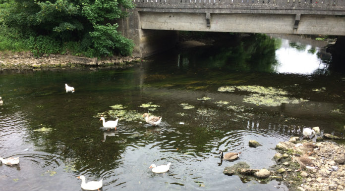 Anti Social Behaviour Hits Ennis Water Birds