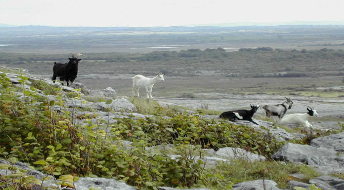 Clare Woman Rounds Up Wild Goats In Howth