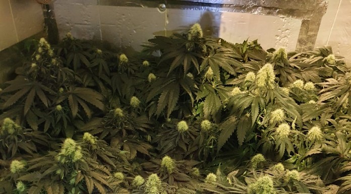 Arrest Made Following €40,000 Cannabis Seizure In Galway