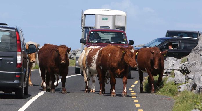 Motion For Animal Welfare Officer To Be Appointed In Clare