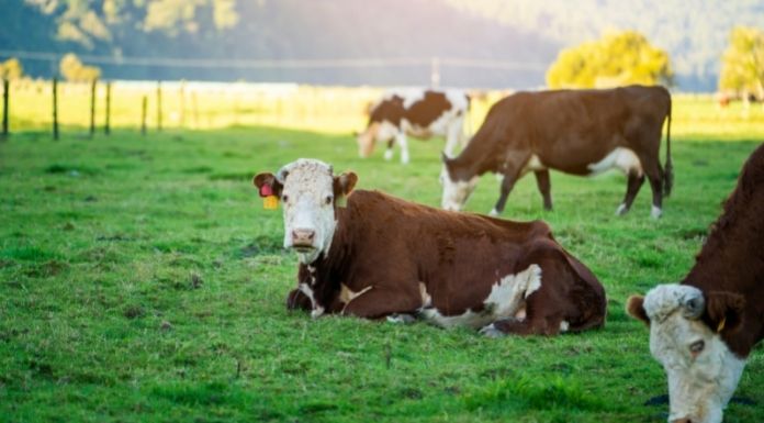 Clare Beef Plan Chair Says Farmers Work Will Be ‘Sold Away’ Under CAP Proposals