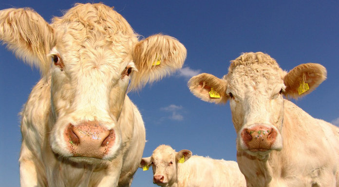 Calls In Clare For Beef Taskforce To Meet As Soon As Possible