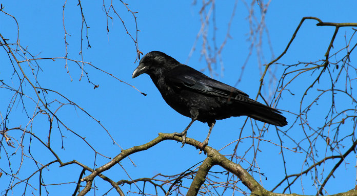 Crow Attacks Twenty Pedestrians In CIT