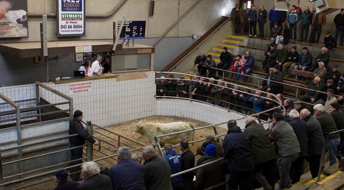 Strict Protocol In Place At Clare Marts To Allow Sales Continue