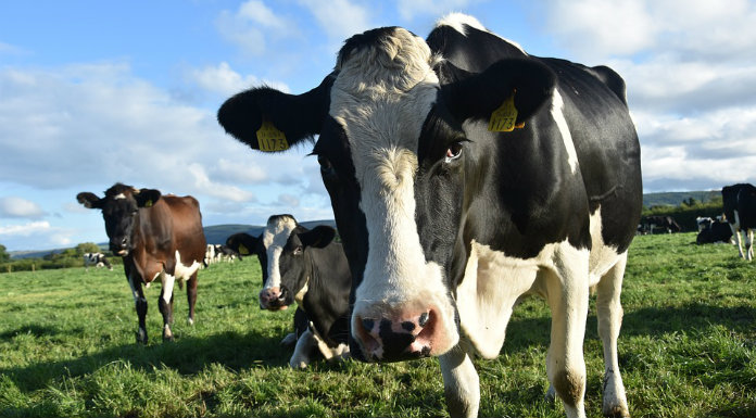 Bunratty Farmer Says Agriculture ‘At A Crossroads’ On Food Production