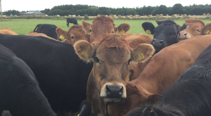 Farmers Cautiously Optimistic Ahead Of Next Round Of Beef Talks