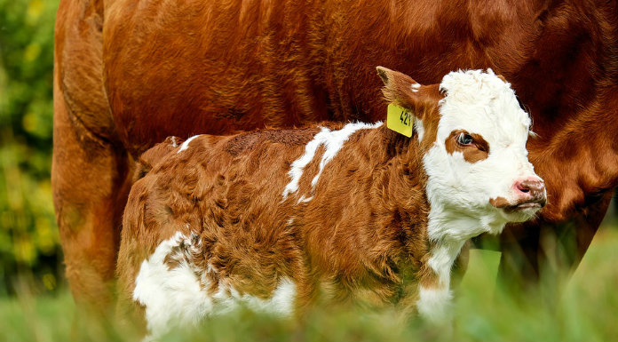 Farmers Urged To Apply For Burren Programme Before Deadline