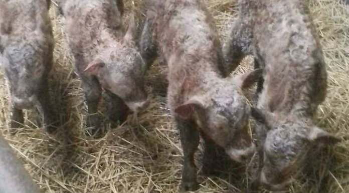 Ennistymon Farmer’s Joy At Quad Calves