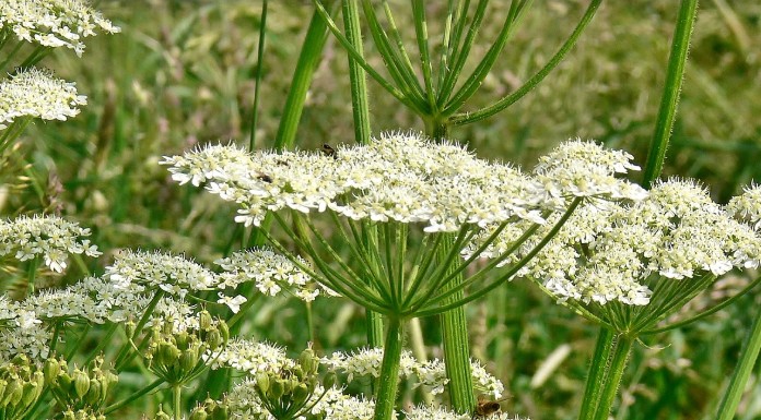 Growing Concern In Corbally Over Hogweed