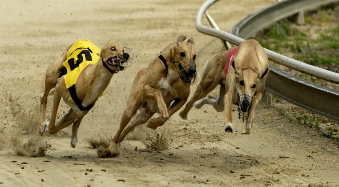 Flyer’s Iniesta Last Clare Greyhound Standing In Kirby