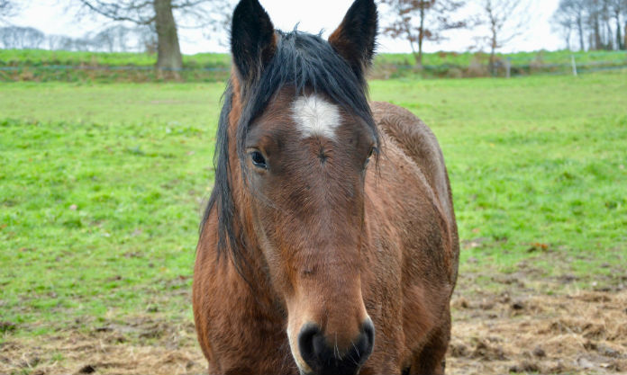 Company Appointment For Control Of Horses In Clare