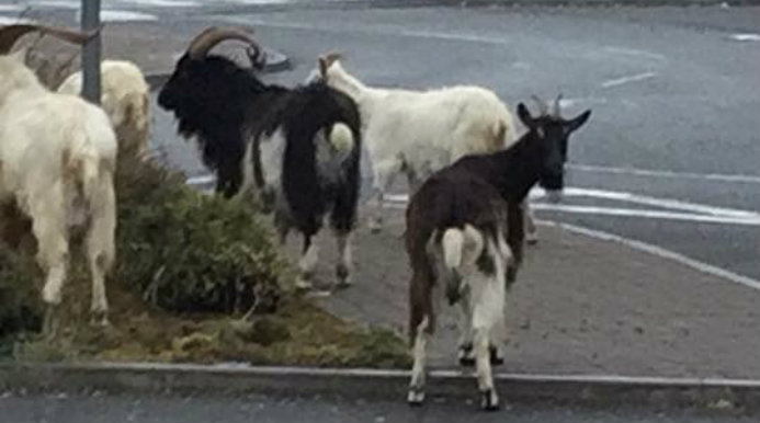 Council To Act On Rocky Road Goats