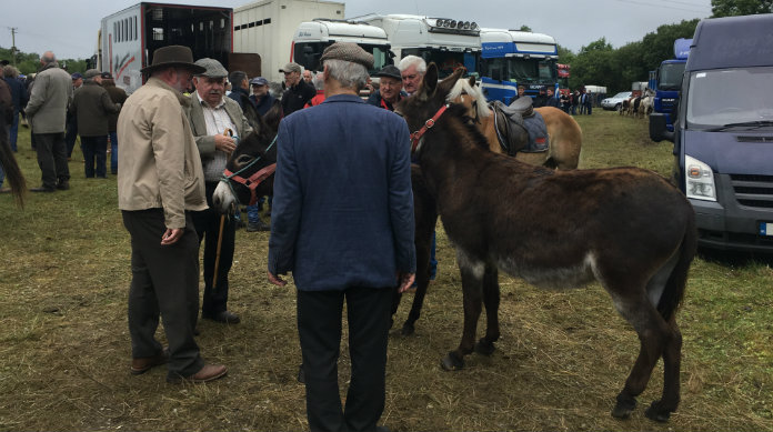 Plans Underway To Mark Cancelled Spancilhill Horse Fair Virtually