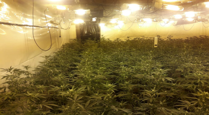 Woman Arrested, €900,000 Worth Of Cannabis Uncovered In East Clare