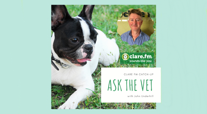 Ask The Vet – Hernias In Animals