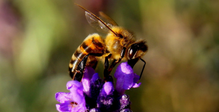 Banner Beekeepers Transform Doora Landfill