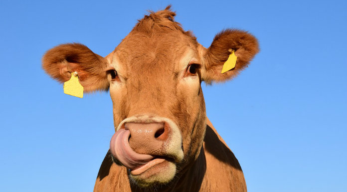 Burren Farmer Calls For Decisive Action To End Bovine TB Crisis