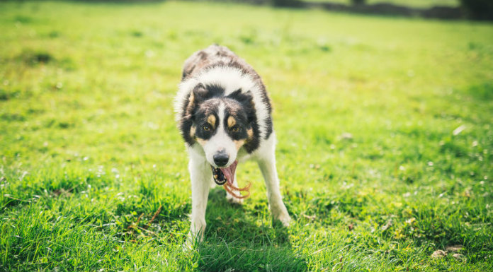 Graphic Dog Fouling Campaign Launched By Clare County Council