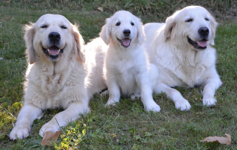 Support Irish Guide Dogs at Ennis walk