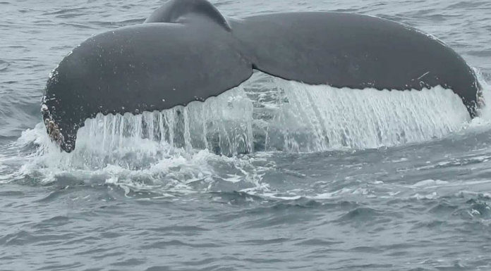 Simon Berrow On Concerns That Sonar Is Causing The Deaths of Whales